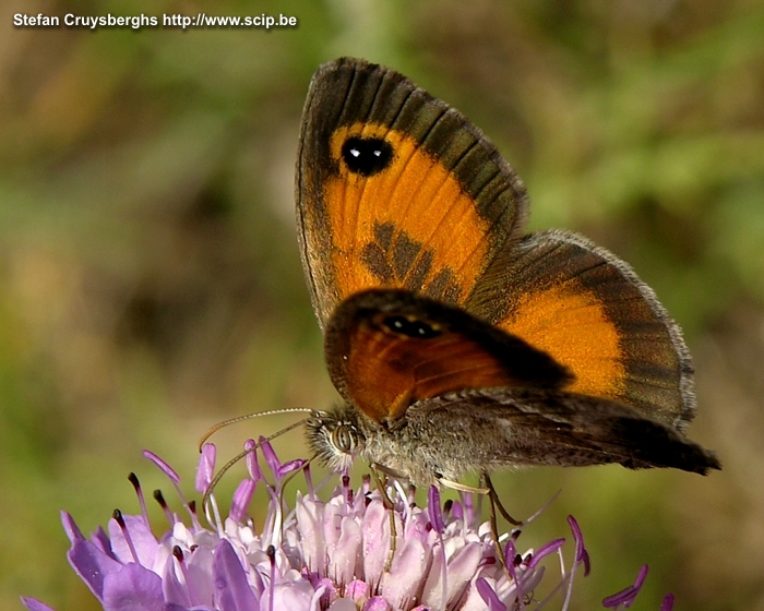 Sierras Subbeticas - Spanish Gatekeeper (Pyronia bathseba) Stefan Cruysberghs